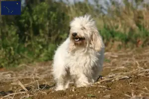 Read more about the article Petit Basset Griffon Vendéen breeders and puppies in Alaska