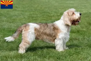Read more about the article Petit Basset Griffon Vendéen breeders and puppies in Arizona