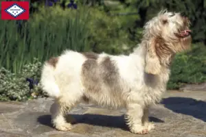 Read more about the article Petit Basset Griffon Vendéen breeders and puppies in Arkansas