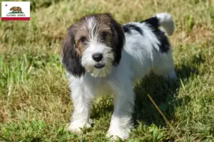 Read more about the article Petit Basset Griffon Vendéen breeders and puppies in California
