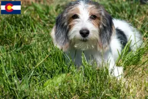 Read more about the article Petit Basset Griffon Vendéen breeders and puppies in Colorado