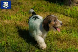 Read more about the article Petit Basset Griffon Vendéen breeders and puppies in Connecticut
