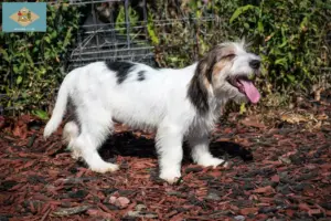 Read more about the article Petit Basset Griffon Vendéen breeders and puppies in Delaware