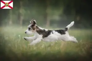 Read more about the article Petit Basset Griffon Vendéen breeders and puppies in Florida