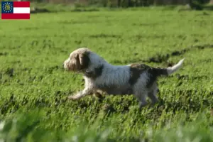 Read more about the article Petit Basset Griffon Vendéen breeders and puppies in Georgia