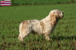 Read more about the article Petit Basset Griffon Vendéen breeders and puppies in Hawaii