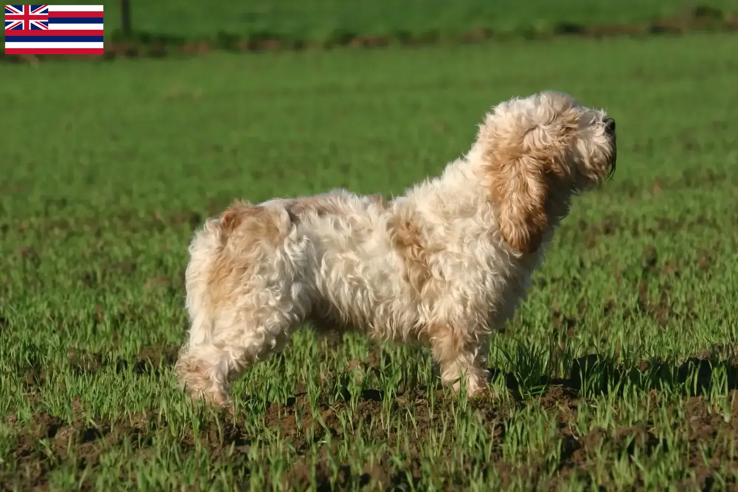Read more about the article Petit Basset Griffon Vendéen breeders and puppies in Hawaii