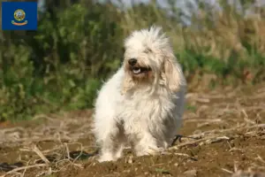 Read more about the article Petit Basset Griffon Vendéen breeders and puppies in Idaho