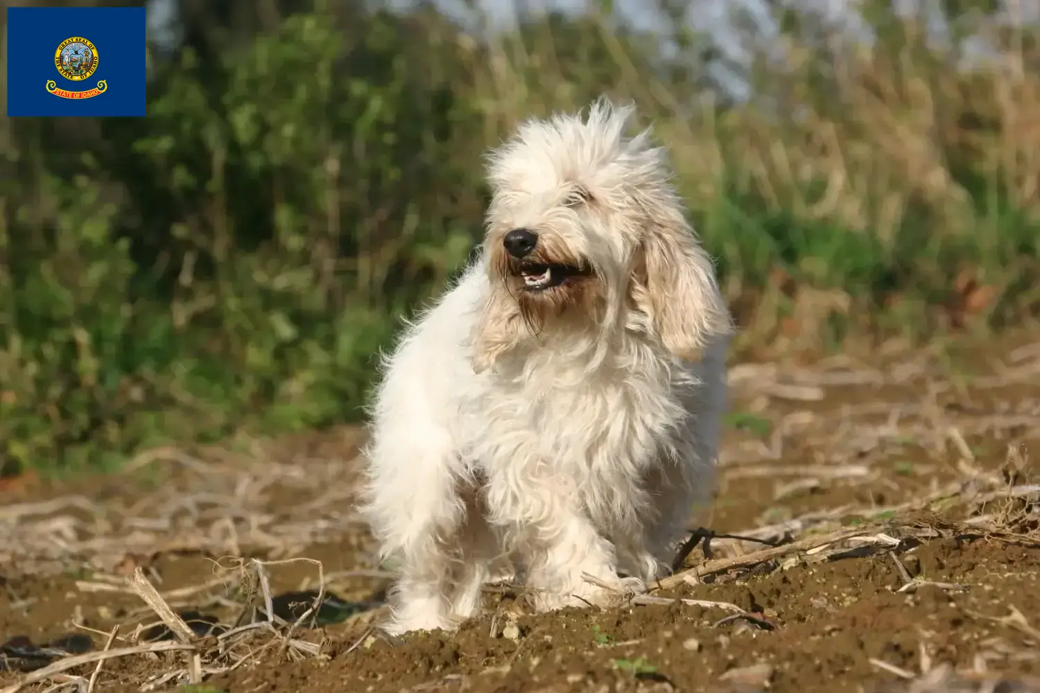 Petit Basset Griffon Vendéen puppies and breeder Idaho Find Petit Basset Griffon Vendéens breeders in Idaho.
