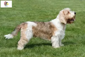 Read more about the article Petit Basset Griffon Vendéen breeders and puppies in Illinois