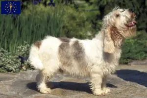 Read more about the article Petit Basset Griffon Vendéen breeders and puppies in Indiana