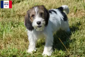 Read more about the article Petit Basset Griffon Vendéen breeders and puppies in Iowa