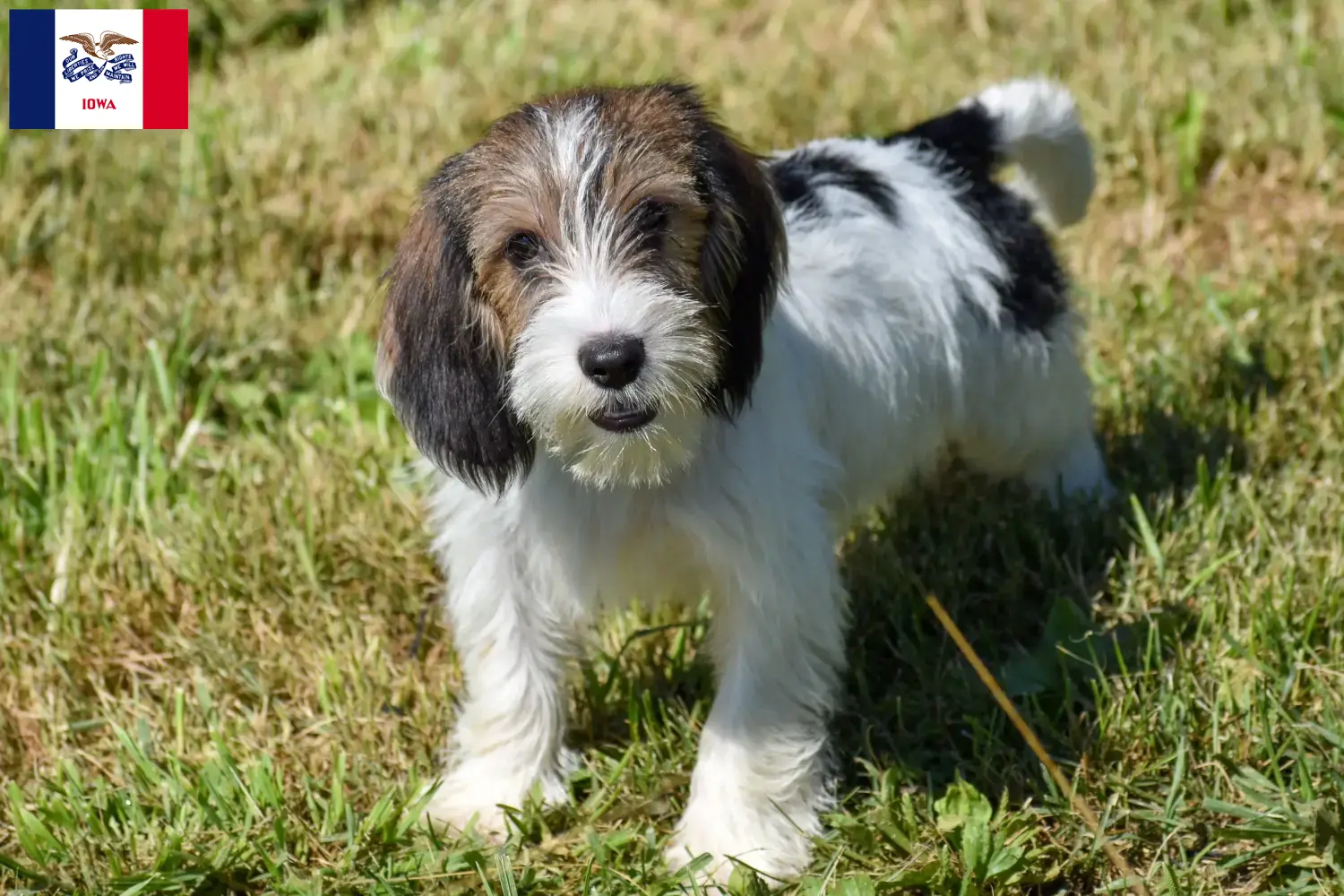Petit Basset Griffon Vendéen puppies and breeders Iowa Find Petit Basset Griffon Vendéens breeders in Iowa.