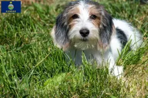 Read more about the article Petit Basset Griffon Vendéen breeders and puppies in Kansas