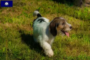 Read more about the article Petit Basset Griffon Vendéen breeders and puppies in Kentucky