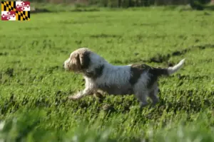 Read more about the article Petit Basset Griffon Vendéen breeders and puppies in Maryland