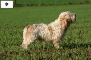 Read more about the article Petit Basset Griffon Vendéen breeders and puppies in Massachusetts