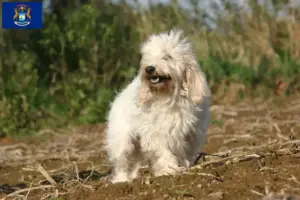 Read more about the article Petit Basset Griffon Vendéen breeders and puppies in Michigan