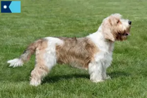 Read more about the article Petit Basset Griffon Vendéen breeders and puppies in Minnesota