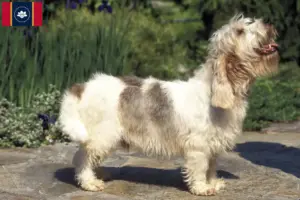 Read more about the article Petit Basset Griffon Vendéen breeders and puppies in Mississippi