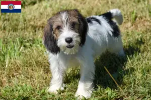 Read more about the article Petit Basset Griffon Vendéen breeders and puppies in Missouri