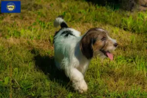 Read more about the article Petit Basset Griffon Vendéen breeders and puppies in Nebraska