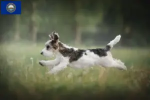 Read more about the article Petit Basset Griffon Vendéen breeders and puppies in New Hampshire