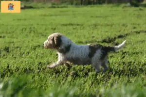 Read more about the article Petit Basset Griffon Vendéen breeders and puppies in New Jersey