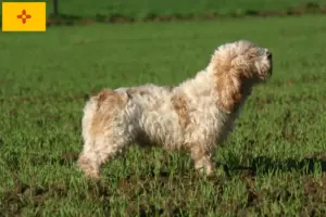 Read more about the article Petit Basset Griffon Vendéen breeders and puppies in New Mexico