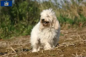 Read more about the article Petit Basset Griffon Vendéen breeders and puppies in New York