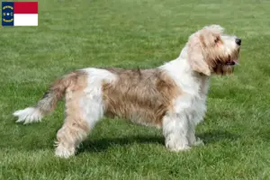 Read more about the article Petit Basset Griffon Vendéen breeders and puppies in North Carolina