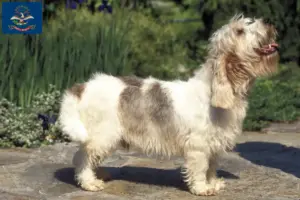 Read more about the article Petit Basset Griffon Vendéen breeders and puppies in North Dakota