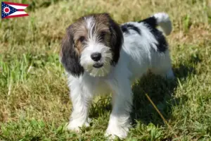 Read more about the article Petit Basset Griffon Vendéen breeders and puppies in Ohio