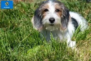 Read more about the article Petit Basset Griffon Vendéen breeders and puppies in Oklahoma