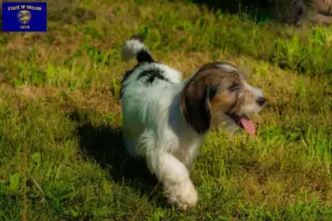 Read more about the article Petit Basset Griffon Vendéen breeders and puppies in Oregon