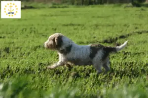 Read more about the article Petit Basset Griffon Vendéen breeders and puppies in Rhode Island