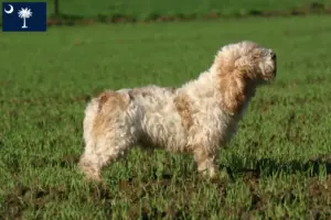 Read more about the article Petit Basset Griffon Vendéen breeders and puppies in South Carolina
