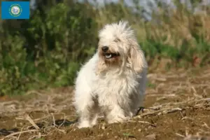 Read more about the article Petit Basset Griffon Vendéen breeders and puppies in South Dakota