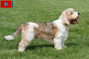 Read more about the article Petit Basset Griffon Vendéen breeders and puppies in Tennessee