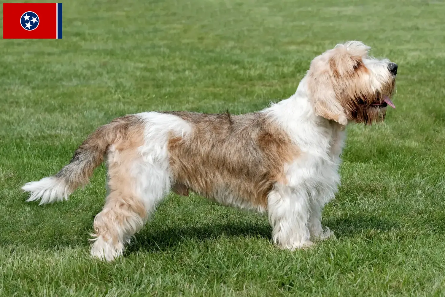 Petit Basset Griffon Vendéen puppies and breeder Tennessee Find Petit Basset Griffon Vendéens breeders in Tennessee.