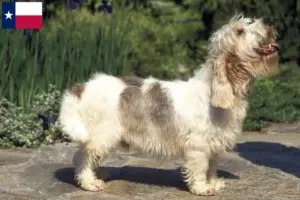 Read more about the article Petit Basset Griffon Vendéen breeders and puppies in Texas