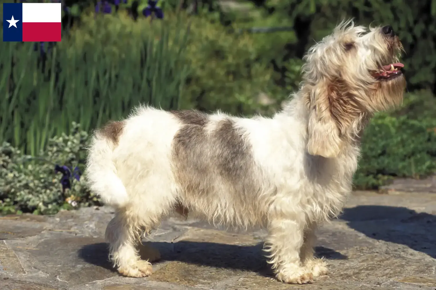 Petit Basset Griffon Vendéen puppies and breeders Texas Find Petit Basset Griffon Vendéens breeders in Texas.