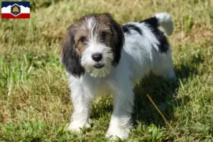 Read more about the article Petit Basset Griffon Vendéen breeders and puppies in Utah
