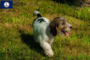 Read more about the article Petit Basset Griffon Vendéen breeders and puppies in Virginia