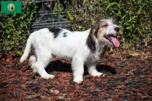 Read more about the article Petit Basset Griffon Vendéen breeders and puppies in Washington