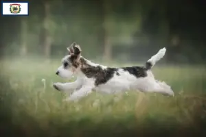 Read more about the article Petit Basset Griffon Vendéen breeders and puppies in West Virginia