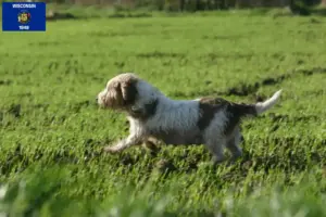 Read more about the article Petit Basset Griffon Vendéen breeders and puppies in Wisconsin