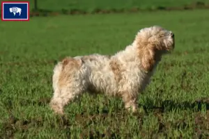 Read more about the article Petit Basset Griffon Vendéen breeders and puppies in Wyoming