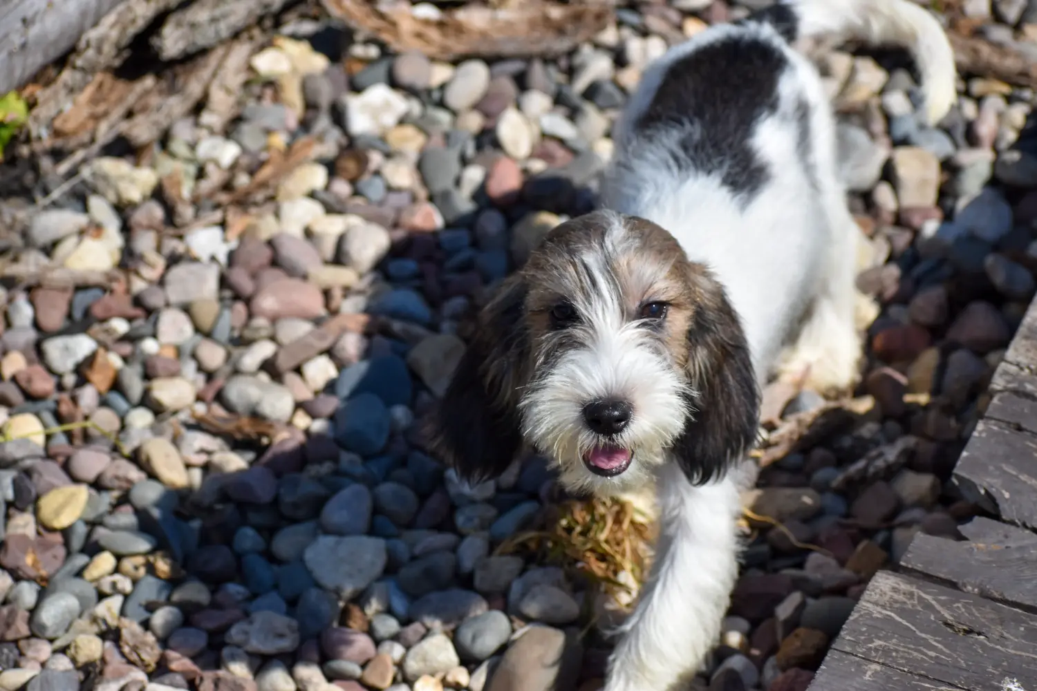 Buying a Petit Basset Griffon Vendéen puppy means taking responsibility! Petit Basset Griffon Vendéen puppies for sale.