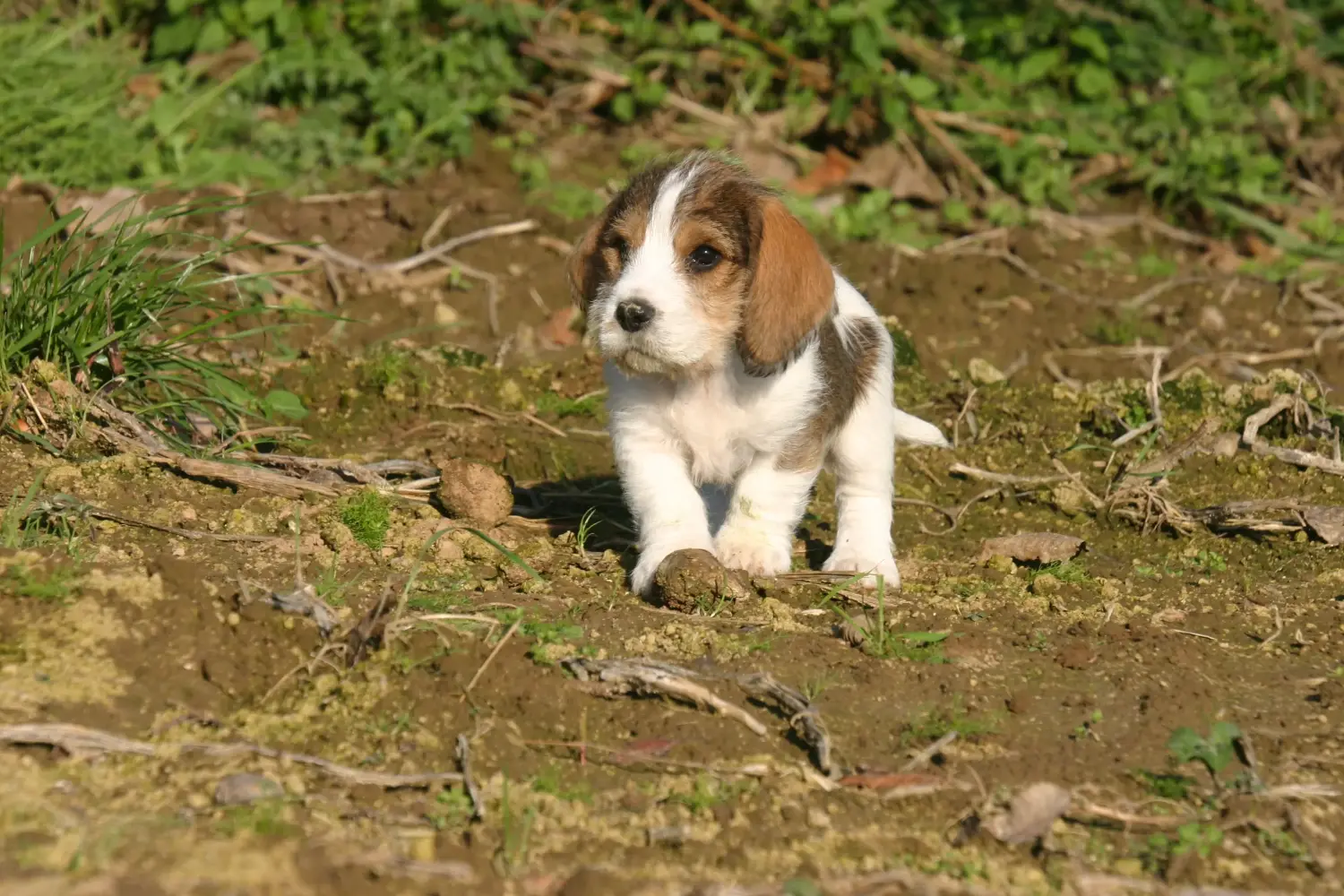 Buying a Petit Basset Griffon Vendéen puppy means taking responsibility! Petit Basset Griffon Vendéen puppies for sale.